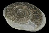 Jurassic Ammonite (Hildoceras) Fossil - England #180259-2